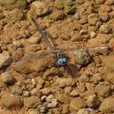 Image of Macrothemis lauriana