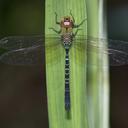 Image of Heliaeschna uninervulata