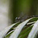 Image of Cyanogomphus