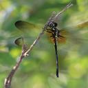 Image of Zygonyx asahinai