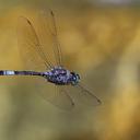 Image of Zygonyx elisabethae