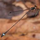 Image of Protosticta joepani