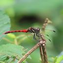 Image of Sympetrum nantouensis