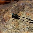 Image of Neocaledosynthemis fenella