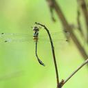 Image of Idionyx selysi