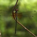 Image of Idionyx victor