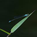 Image of Pseudagrion williamsoni