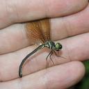 Image of Idionyx murcia