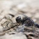 Image of Bradinopyga geminata