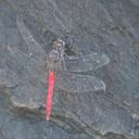 Image of Bradinopyga strachani