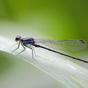 Image of Argia johannella