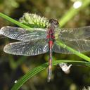 Image of Leucorrhinia rubicunda