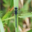 Image of Pornothemis serrata
