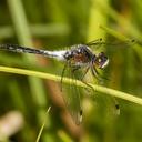 Image of Leucorrhinia frigida