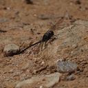 Image of Macrothemis marmorata