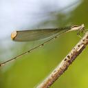 Image of Mecistogaster ornata