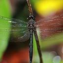 Image of Zygonyx ida
