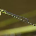 Image of Neoneura confundens
