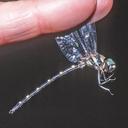 Image of Eusynthemis netta