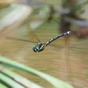 Image of Eusynthemis deniseae