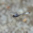 Image of Macrothemis rupicola