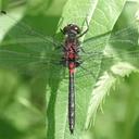Image of Leucorrhinia proxima