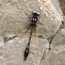 Image of Macrothemis imitans