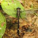 Image of Atoconeura luxata