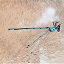 Image of Argia pipila