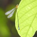 Image of Pseudagrion thenartum