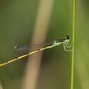Image of Ischnura hastata