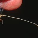 Image of Metaleptobasis brysonima