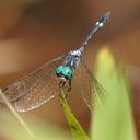 Image of Nephepeltia phryne