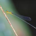 Image of Metaleptobasis bicornis