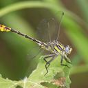 Image of Gomphurus gonzalezi