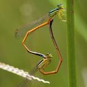 Image of Minagrion waltheri