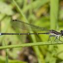 Image of Argia tibialis