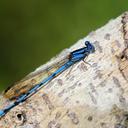 Image of Argia fissa