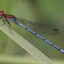 Image of Argia limitata