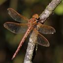 Image of Aeshna grandis