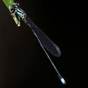Image of Pseudagrion merina