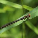 Image of Pseudagrion malgassicum