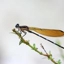 Image of Argia croceipennis