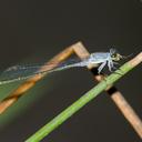 Image of Pseudagrion salisburyense