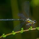 Image of Griseargiolestes bucki