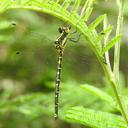 Image of Choristhemis flavoterminata