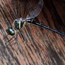 Image of Idionyx optatus