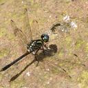 Image of Diplacina militaris