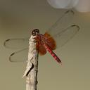 Image of Erythrodiplax fervida
