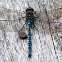 Image of Aeshna caerulea